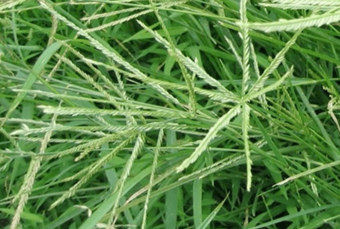Tác dụng của cỏ mần trầu trong Y học cổ truyền