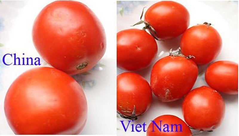 Cà chua Trung Quṓc quả to căng mịn tròn ᵭḕu hơn của Việt Nam