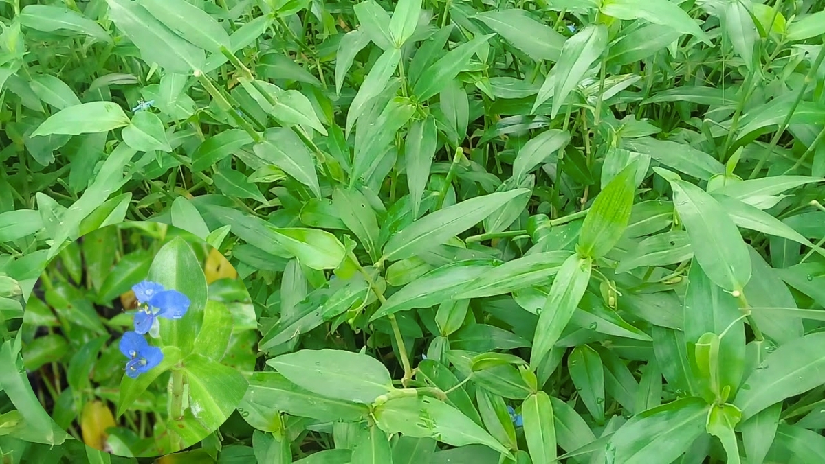 Cây rau trai là rau gì? Gợi ý các cách chế biến rau trai