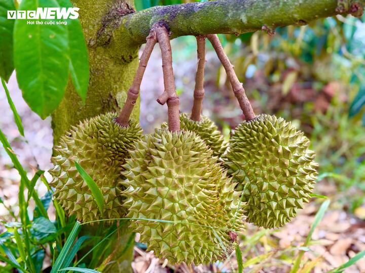 Chuyên gia cho rằng cadimi trong sầu riêng đến từ phân bón trong đất. (Ảnh minh họa)